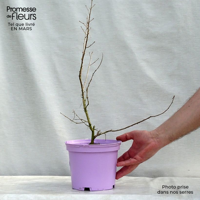 Lagerstroemia indica Violacea - Crape Myrtle 2L/3L pot sample as delivered in winter