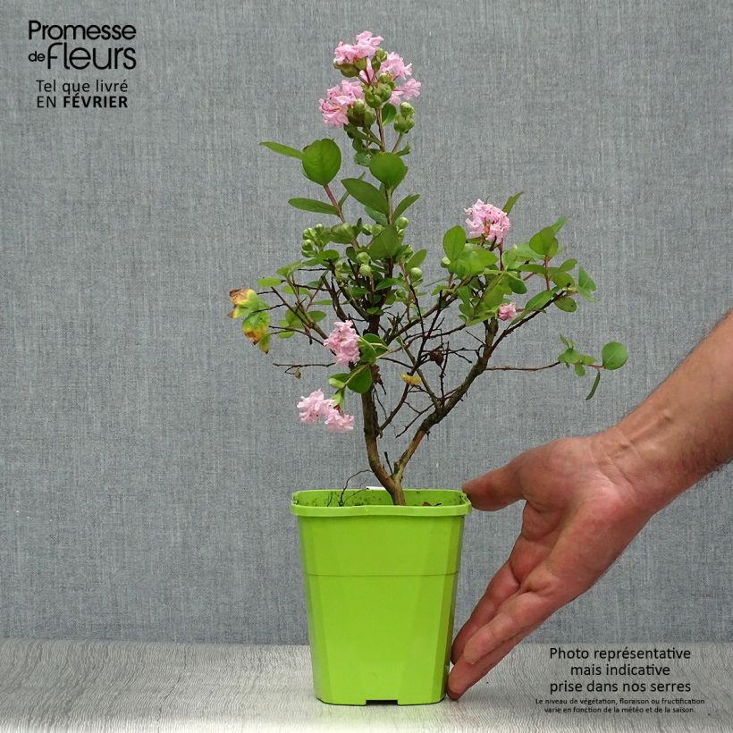 Lagerstroemia indica With Love Babe - Crape Myrtle 3L/4L pot sample as delivered in autumn
