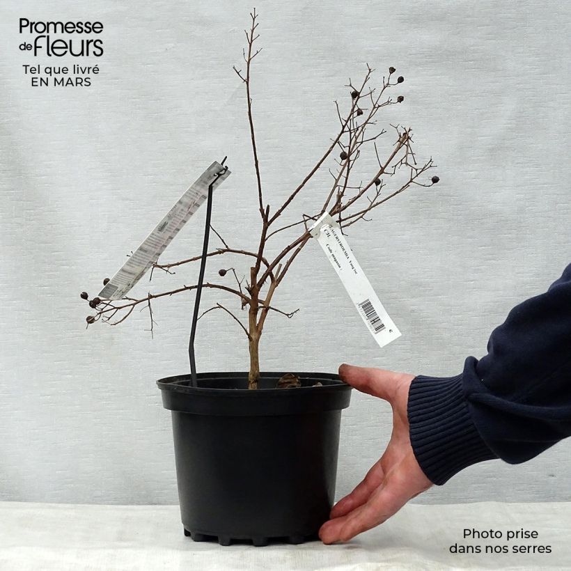 Lagerstroemia indica Yang Tse - Crape Myrtle 3L/4L pot sample as delivered in spring