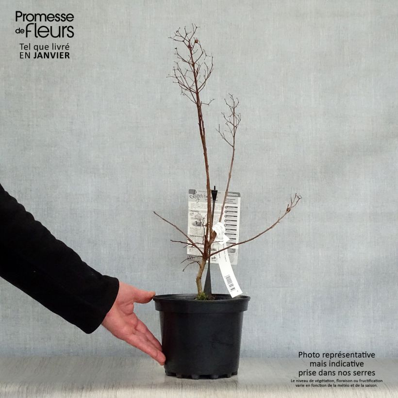 Lagerstroemia indica Yang Tse - Crape Myrtle 3L/4L pot sample as delivered in winter