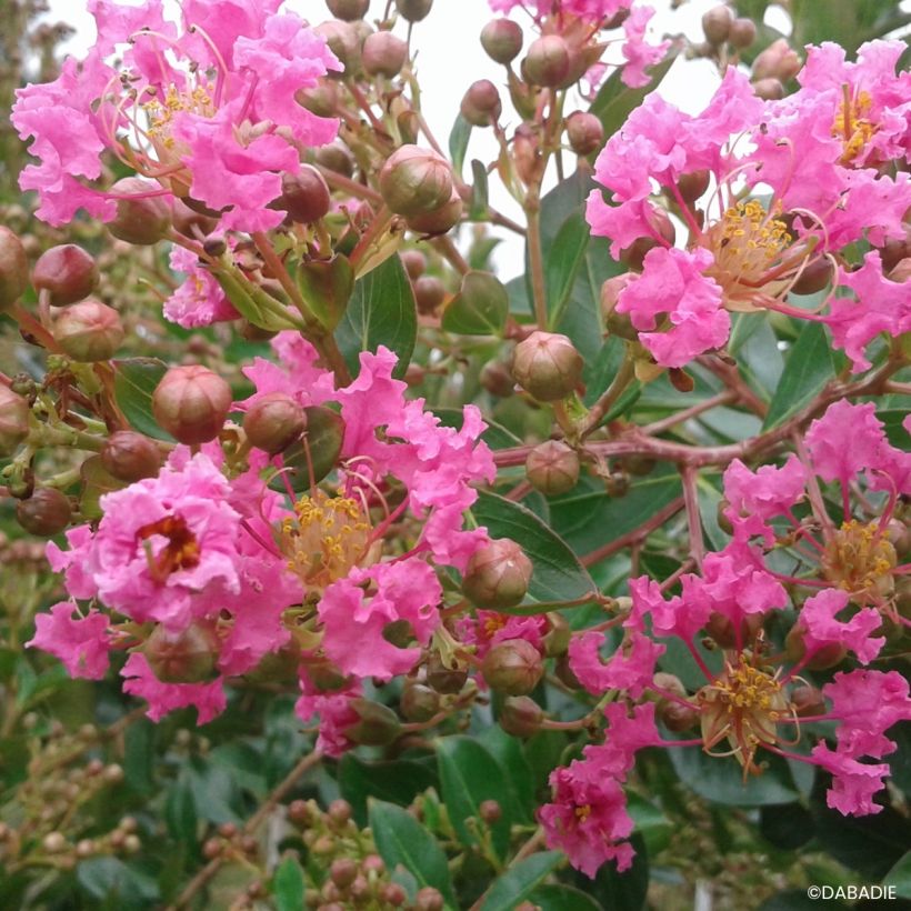 Lagerstroemia indica Mimie Rose - Crape myrtle (Flowering)