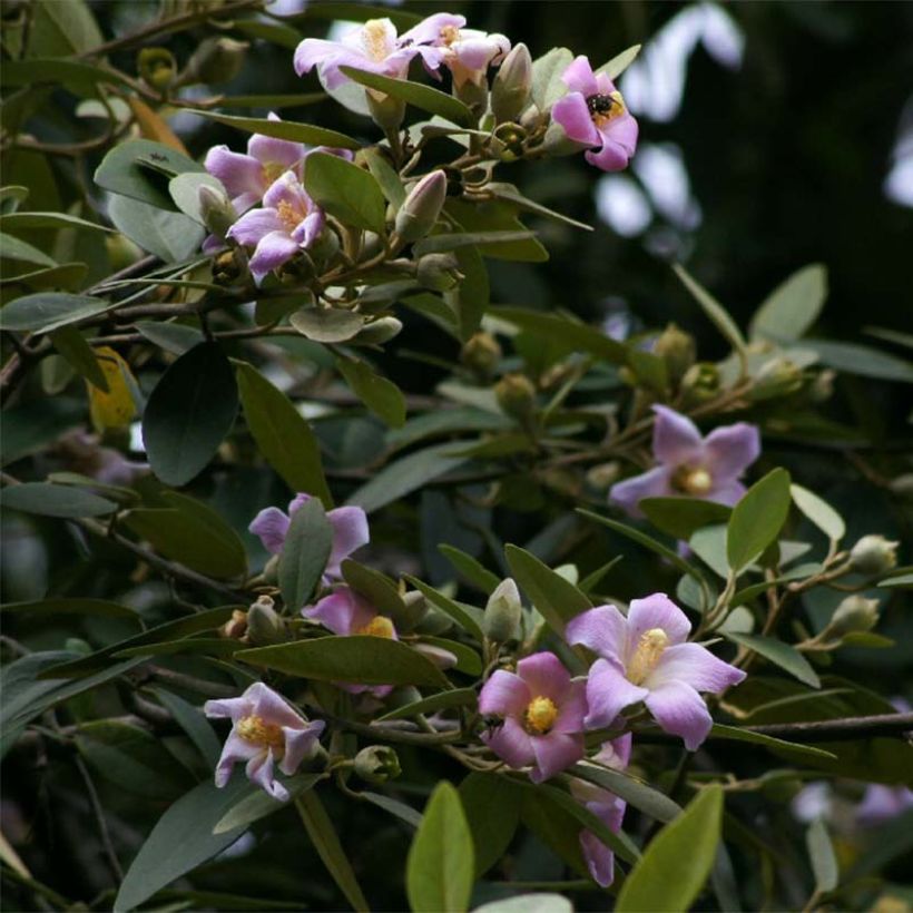 Lagunaria patersonii - Norfolk Island Hibiscus (Flowering)