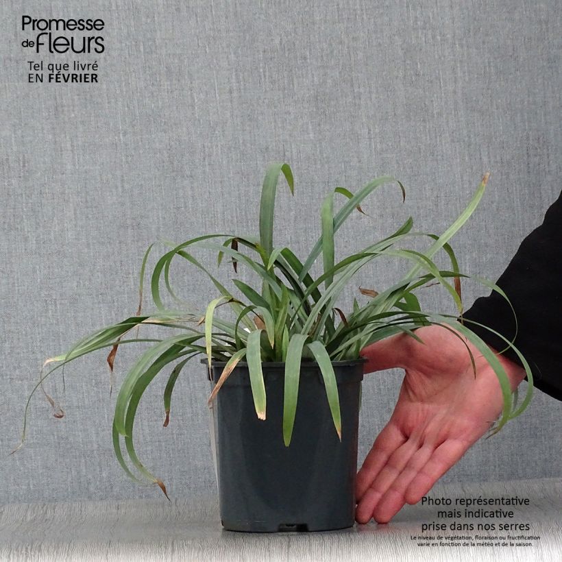 Carex laxiculmis Bunny Blue 2L/3L pot sample as delivered in winter