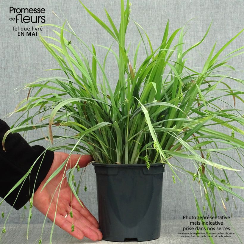 Carex laxiculmis Bunny Blue 2L/3L pot sample as delivered in spring