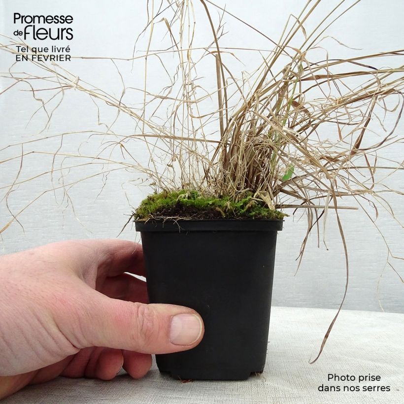 Carex riparia 8/9 cm pot sample as delivered in winter