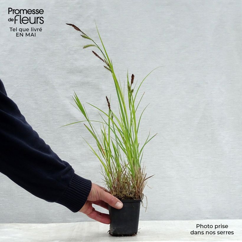 Carex riparia 8/9 cm pot sample as delivered in spring