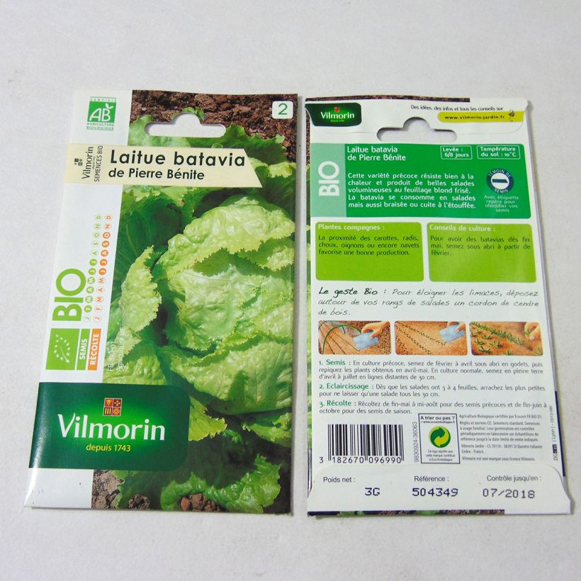 Example of Organic Batavia Lettuce Pierre Bénite - Vilmorin seeds - Lactuca sativa per pack of 2400 seeds (3g) specimen as delivered
