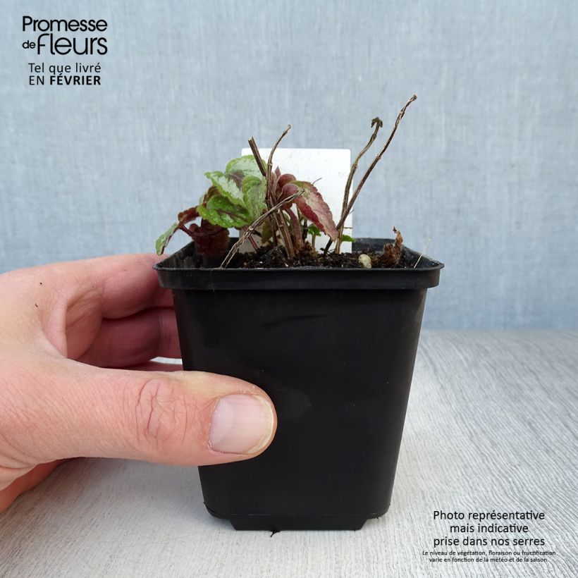 Lamium galeobdolon Florentinum - Yellow Deadnettle 8/9 cm pot sample as delivered in winter