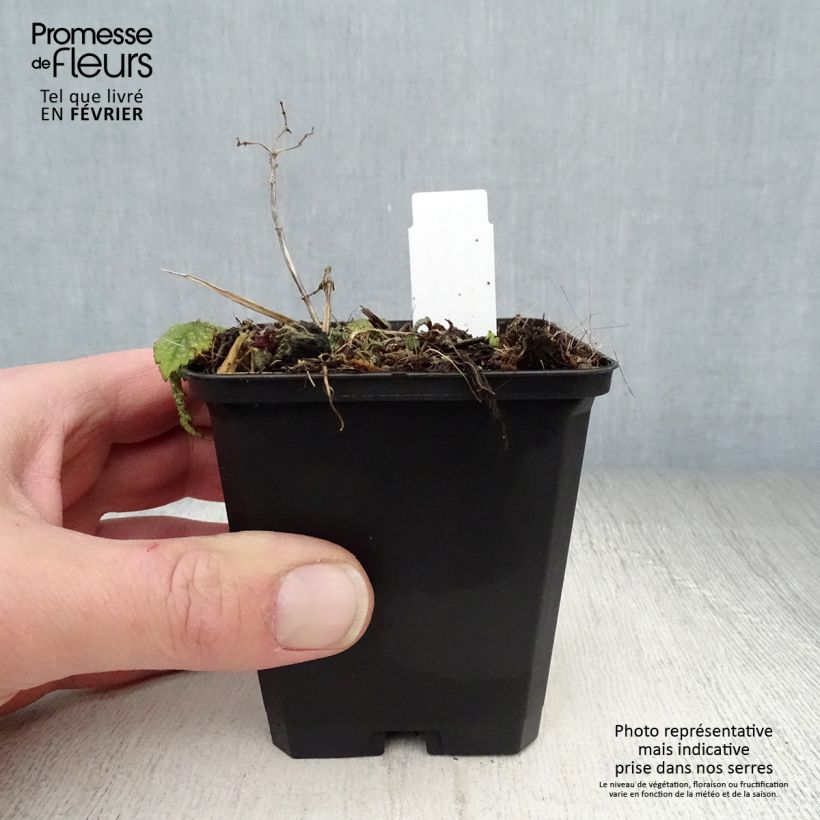 Lamium galeobdolon Hermanns Pride - Yellow Deadnettle 8/9 cm pot sample as delivered in winter