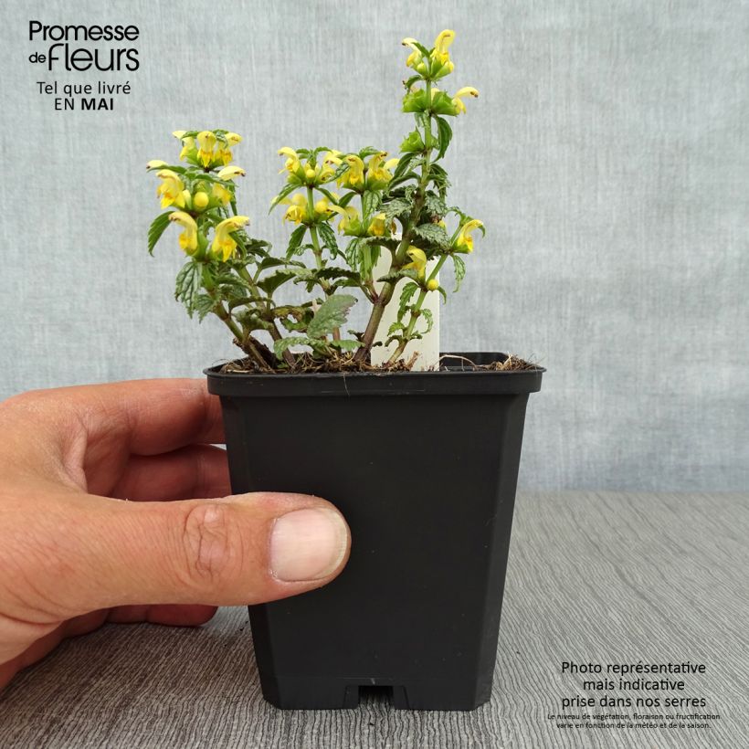 Lamium galeobdolon Hermanns Pride - Yellow Deadnettle 8/9 cm pot sample as delivered in spring