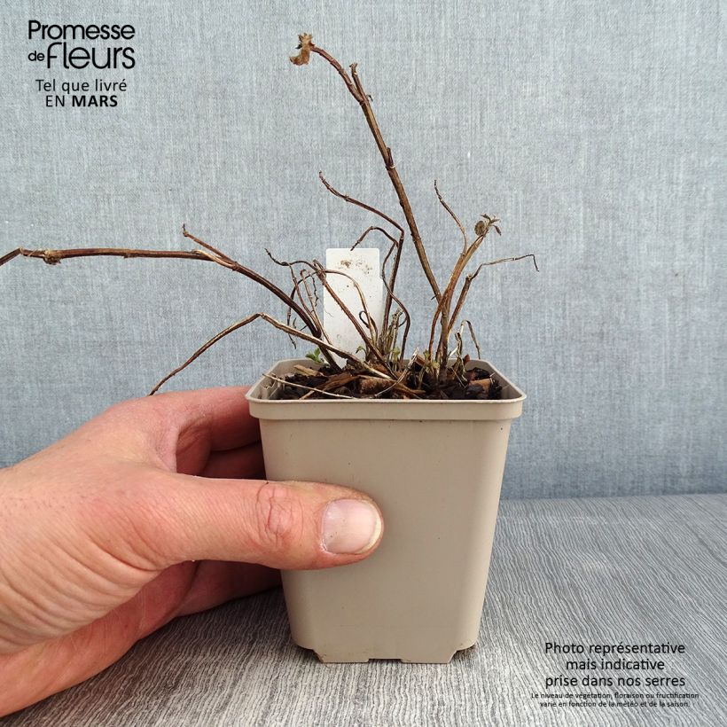 Lamium galeobdolon Kirkcudbright Dwarf - Yellow Deadnettle 8/9 cm pot sample as delivered in winter