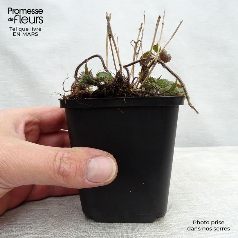 Lamium galeobdolon - Yellow Deadnettle 8/9 cm pot sample as delivered in winter