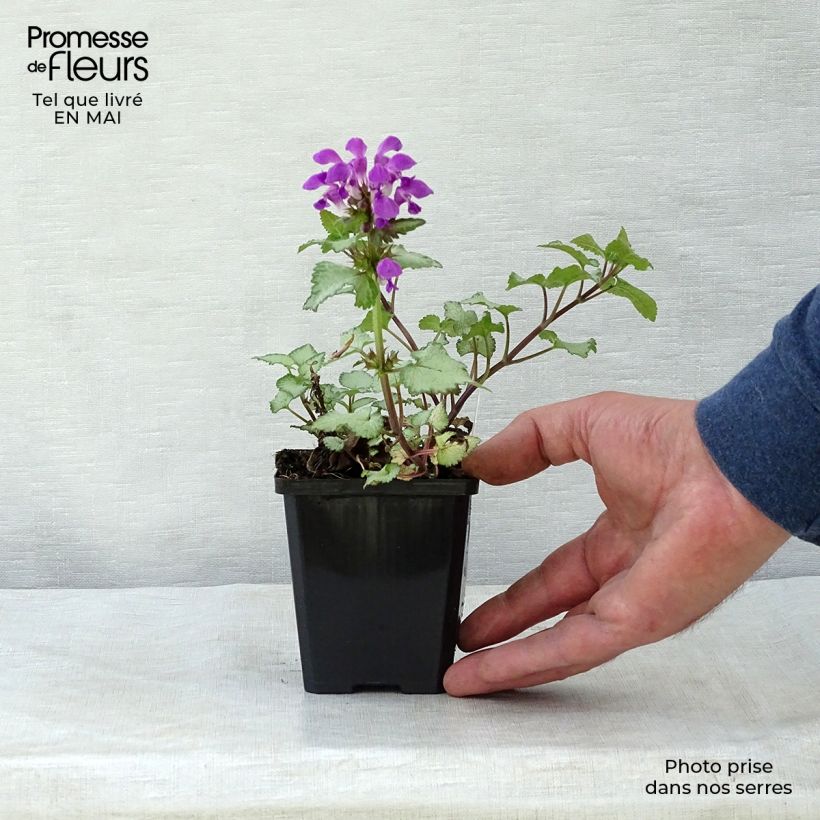 Lamium maculatum Beacon Silver - Spotted Deadnettle 8/9 cm pot sample as delivered in spring