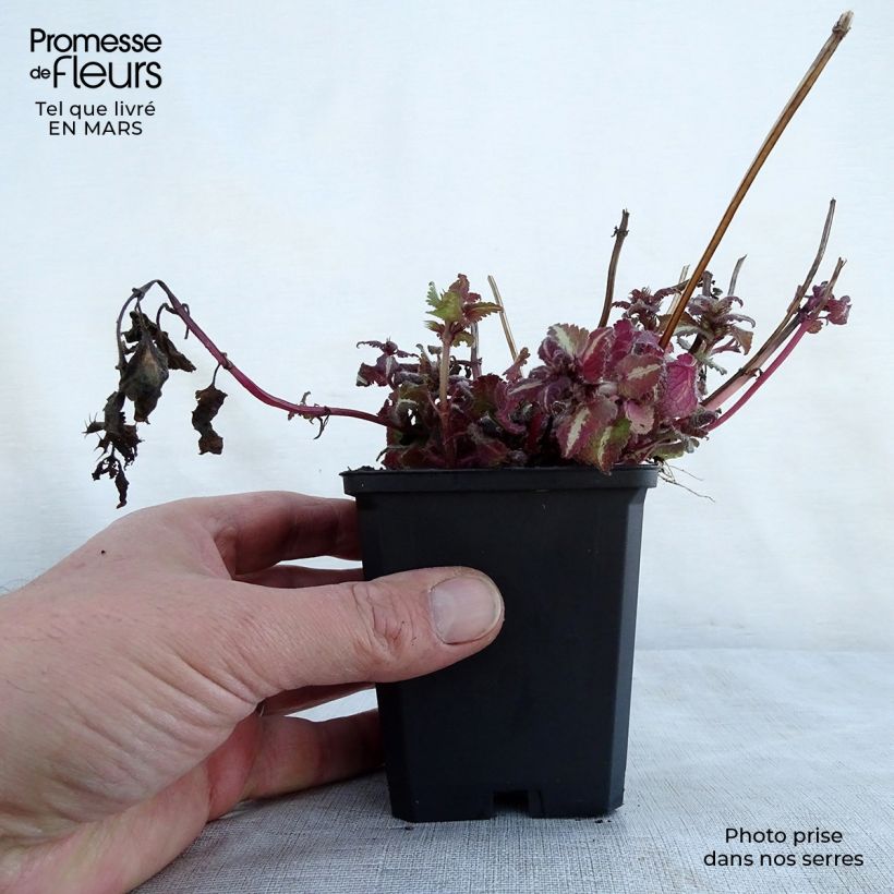 Lamium maculatum Chequers - Spotted Deadnettle 8/9 cm pot sample as delivered in spring