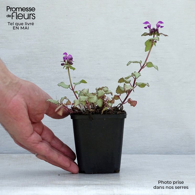 Lamium maculatum Purple Dragon - Spotted Deadnettle 8/9 cm pot sample as delivered in spring