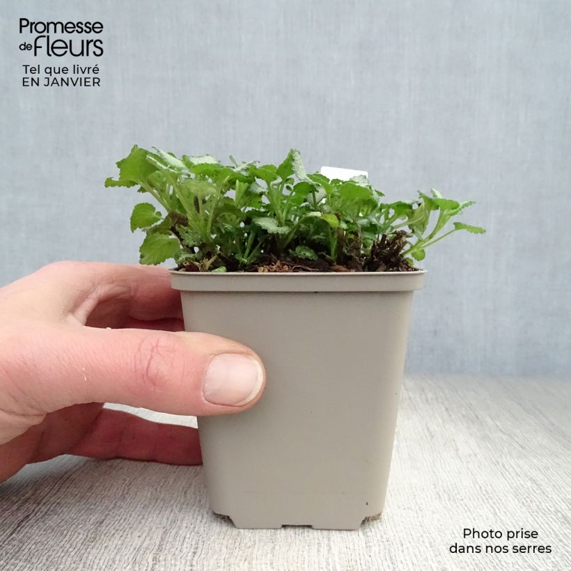 Lamium maculatum Purple Dragon - Spotted Deadnettle 8/9 cm pot sample as delivered in winter