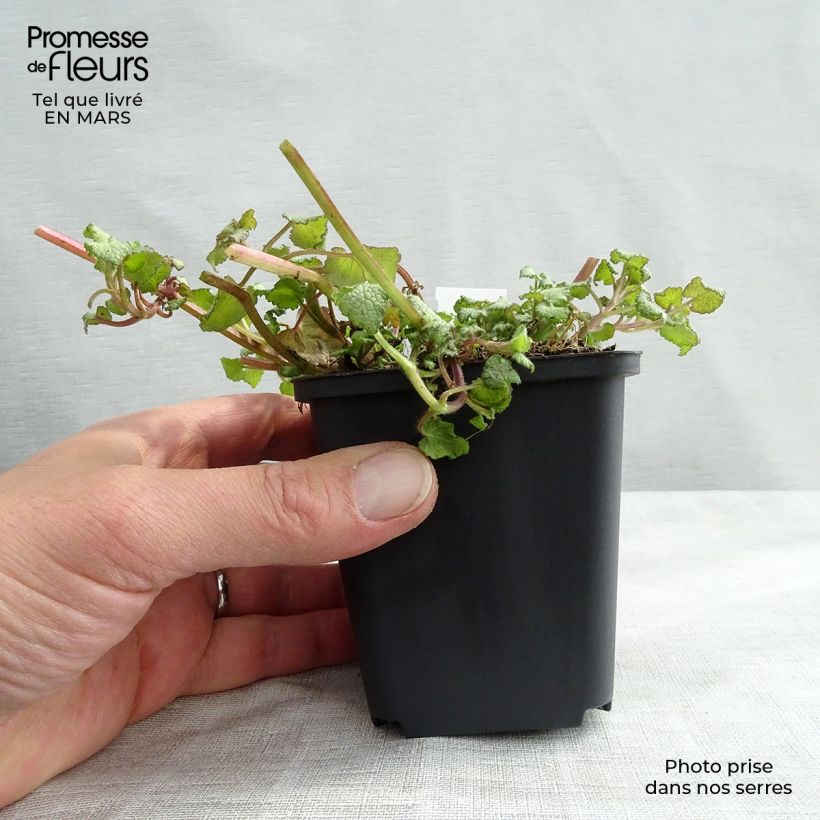 Lamium maculatum Silver Sterling - Spotted Deadnettle 8/9 cm pot sample as delivered in winter