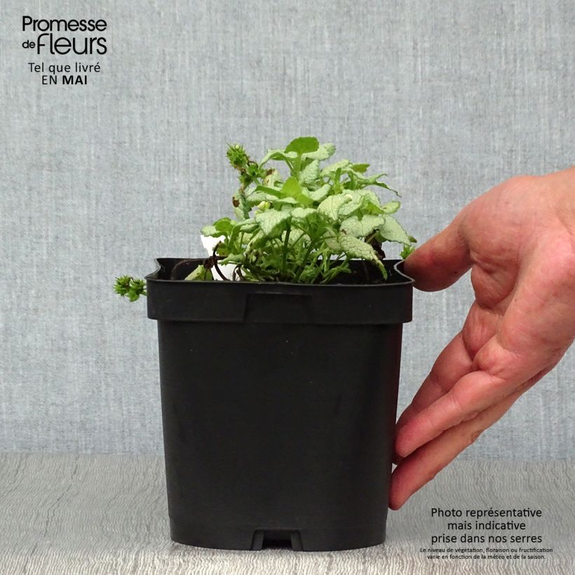 Lamium maculatum White Nancy - Spotted Deadnettle 2L/3L pot sample as delivered in spring