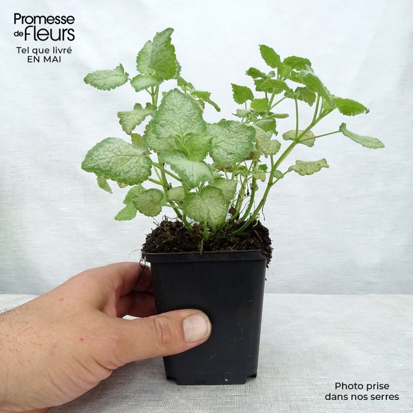Lamium maculatum White Nancy - Spotted Deadnettle 8/9 cm pot sample as delivered in spring