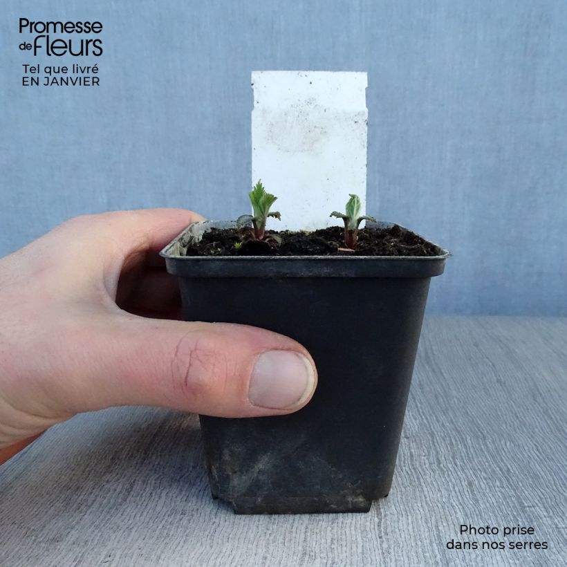 Lamium orvala 8/9 cm pot sample as delivered in winter