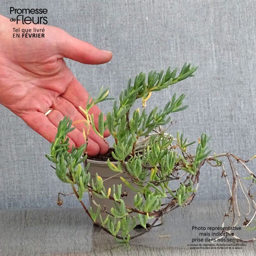 Lampranthus aurantiacus Pink Flowers 8/9 cm pot sample as delivered in winter