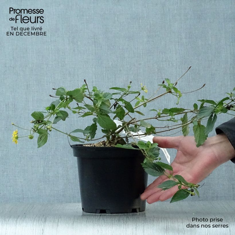 Lantana camara Chapel Hill Gold 2L/3L pot sample as delivered in winter