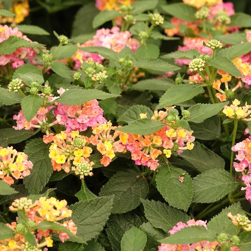 Lantana camara Evita Rose - West Indian Lantana (Flowering)