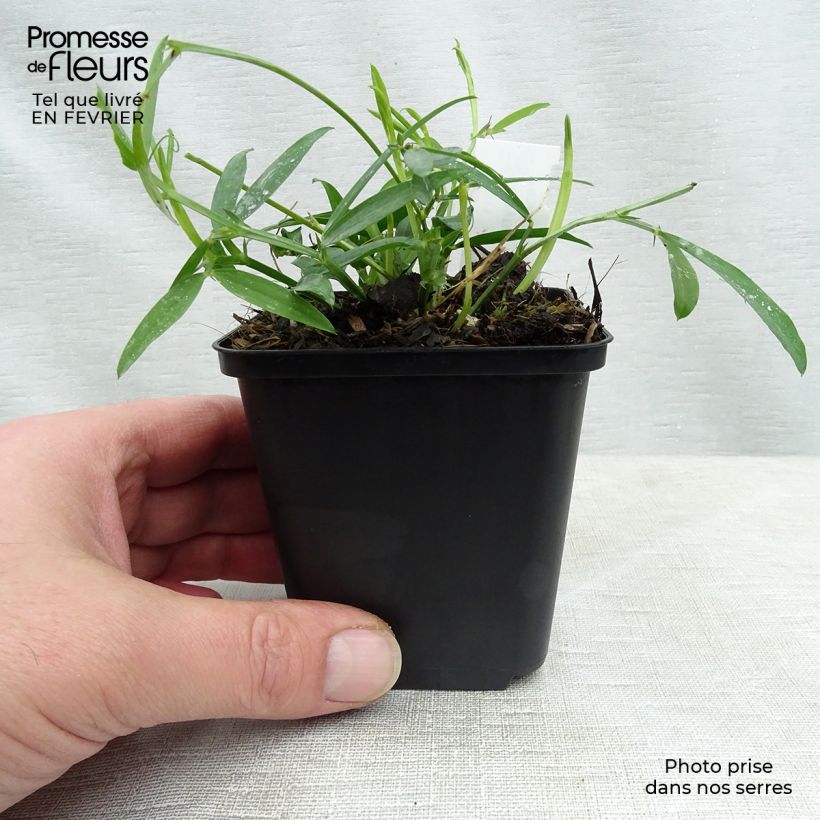 Lathyrus latifolius Pink Pearl - Broadleaf Sweetpea 8/9 cm pot sample as delivered in winter