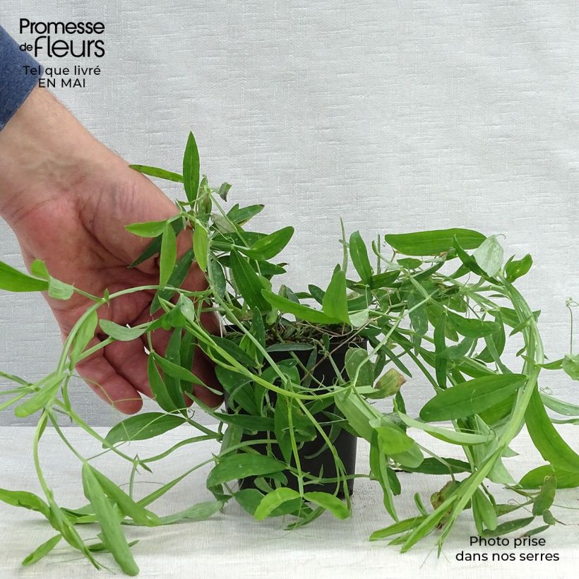 Lathyrus latifolius Pink Pearl - Broadleaf Sweetpea 8/9 cm pot sample as delivered in spring