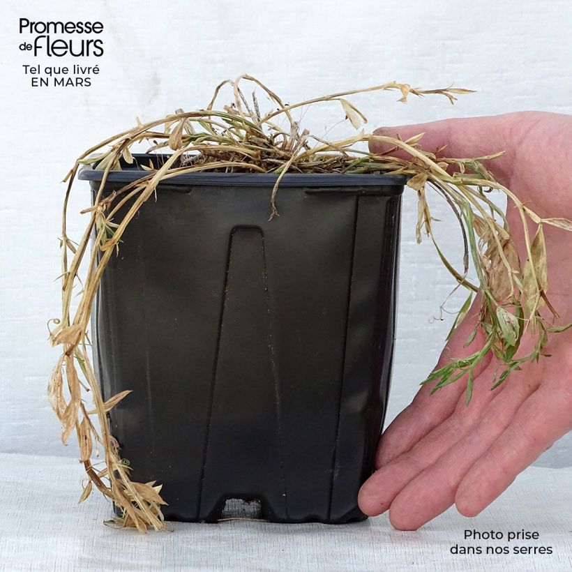 Lathyrus latifolius Pink Pearl - Broadleaf Sweetpea 2L/3L pot sample as delivered in spring