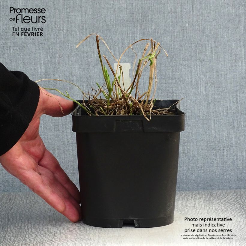 Lathyrus latifolius Pink Pearl - Broadleaf Sweetpea 2L/3L pot sample as delivered in winter