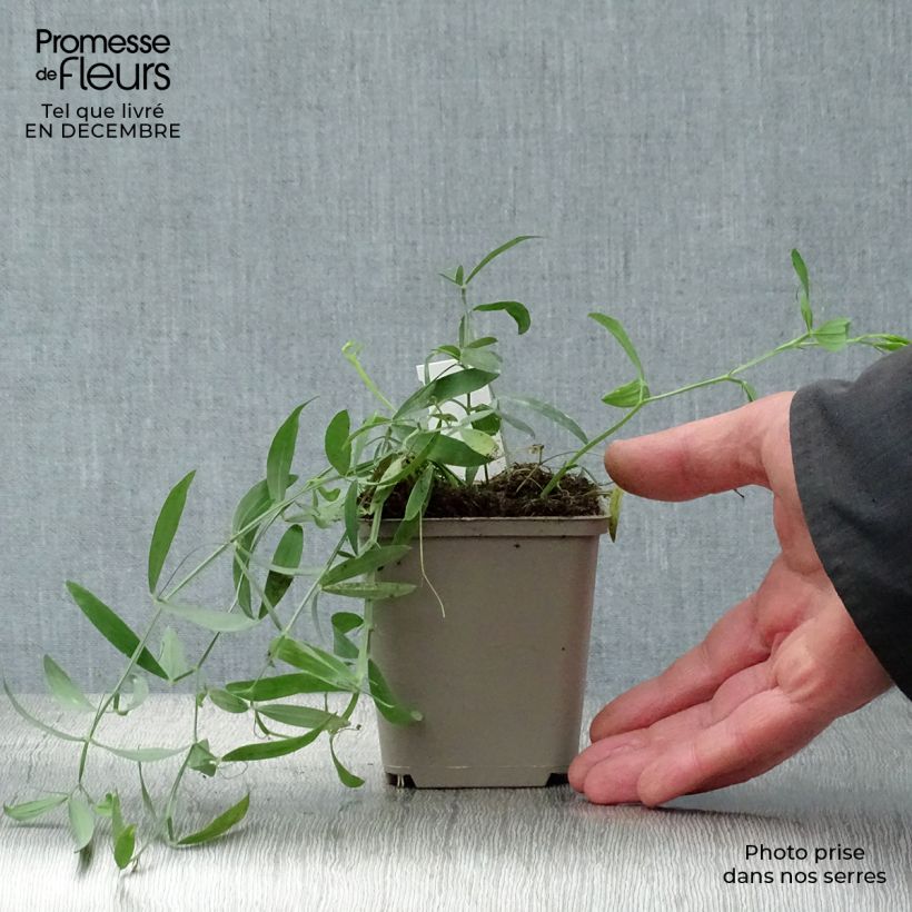 Lathyrus latifolius Red Pearl - Broadleaf Sweetpea 8/9 cm pot sample as delivered in winter