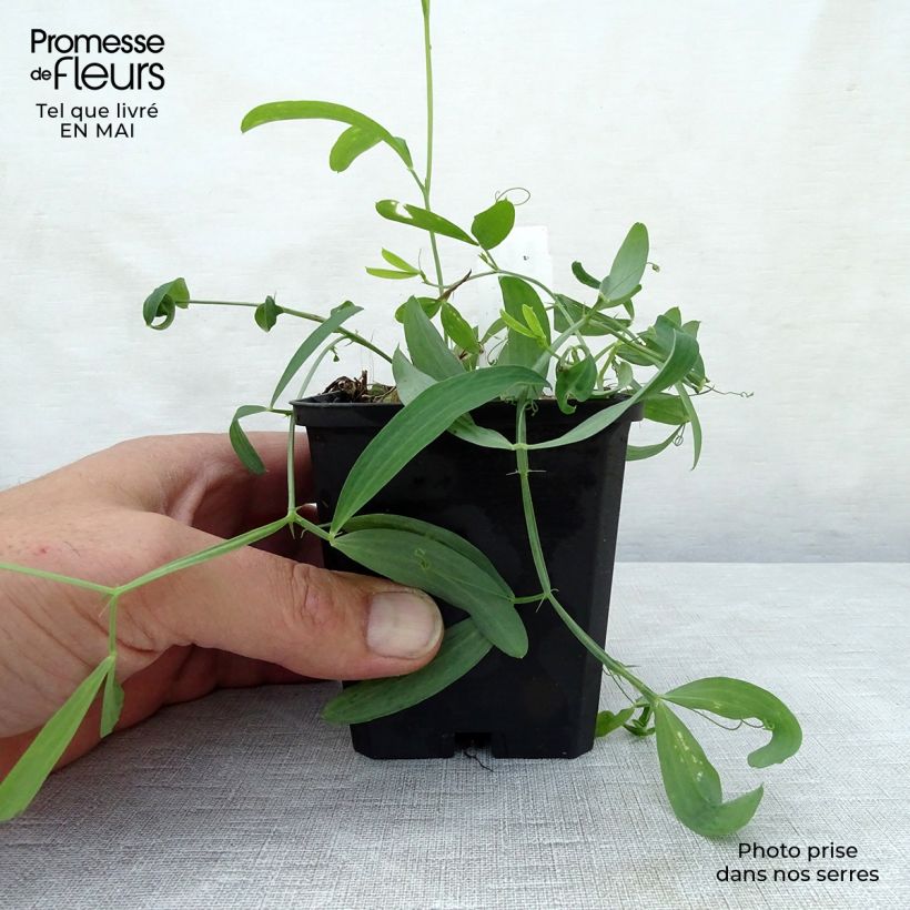 Lathyrus latifolius White Pearl - Broadleaf Sweetpea 8/9 cm pot sample as delivered in spring