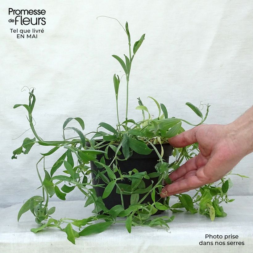Lathyrus latifolius White Pearl - Broadleaf Sweetpea 2L/3L pot sample as delivered in spring