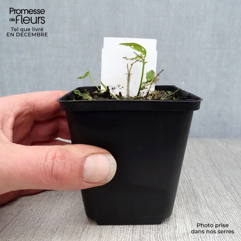 Lathyrus vernus 8/9 cm pot sample as delivered in winter