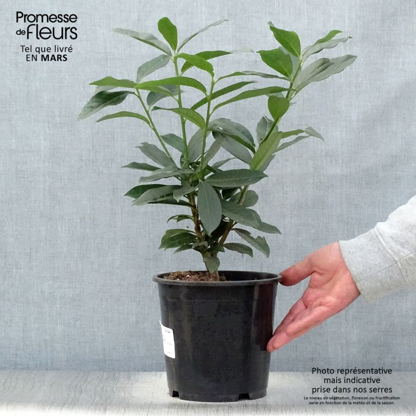 Prunus laurocerasus Genolia - Cherry Laurel 3L/4L pot sample as delivered in spring