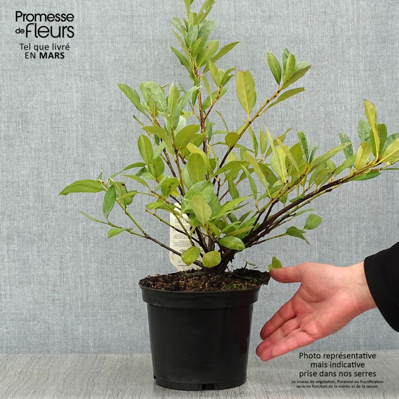Prunus laurocerasus Mano - Cherry Laurel 2L/3L pot sample as delivered in winter