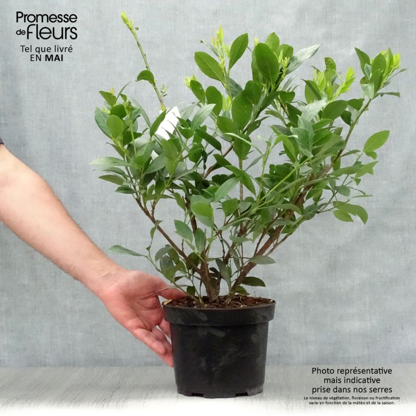 Prunus laurocerasus Mano - Cherry Laurel 3L/4L pot sample as delivered in spring