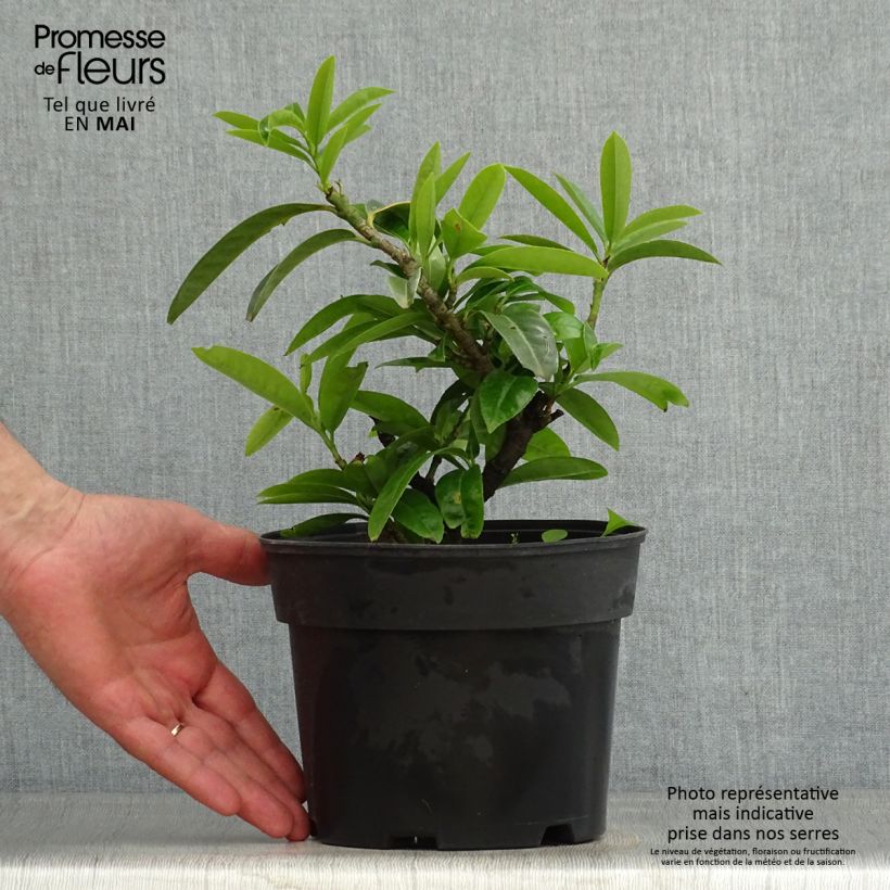 Prunus laurocerasus Mount Vernon - Cherry Laurel 2L/3L pot sample as delivered in spring