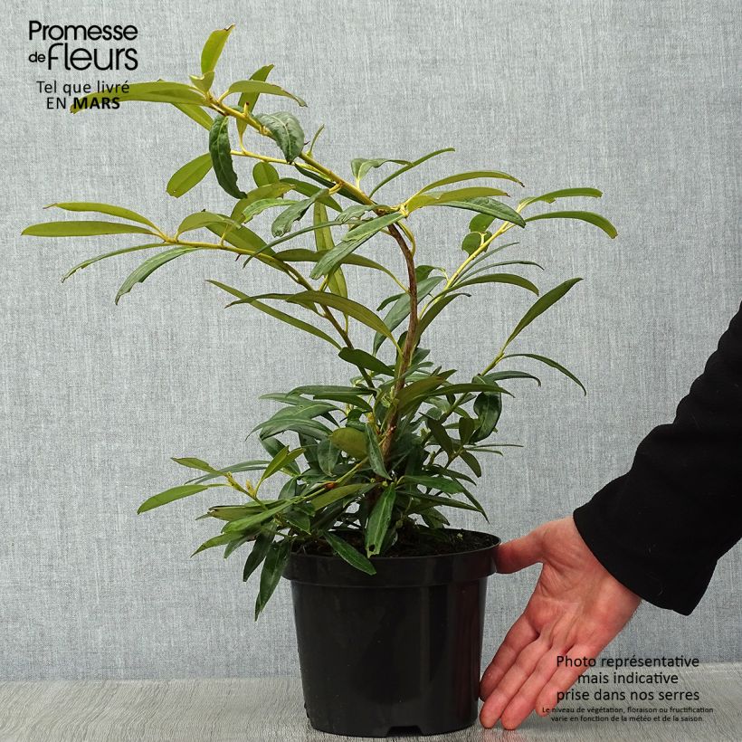 Prunus laurocerasus Zabeliana - Cherry Laurel 2L/3L pot sample as delivered in winter