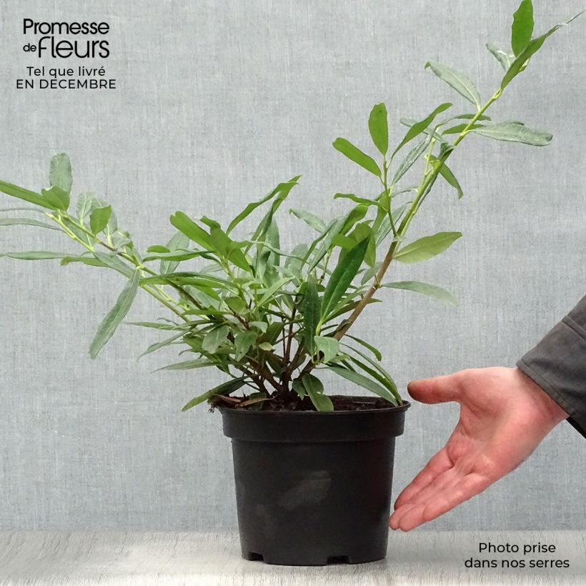 Prunus laurocerasus Zabeliana - Cherry Laurel 4L/5L pot sample as delivered in winter