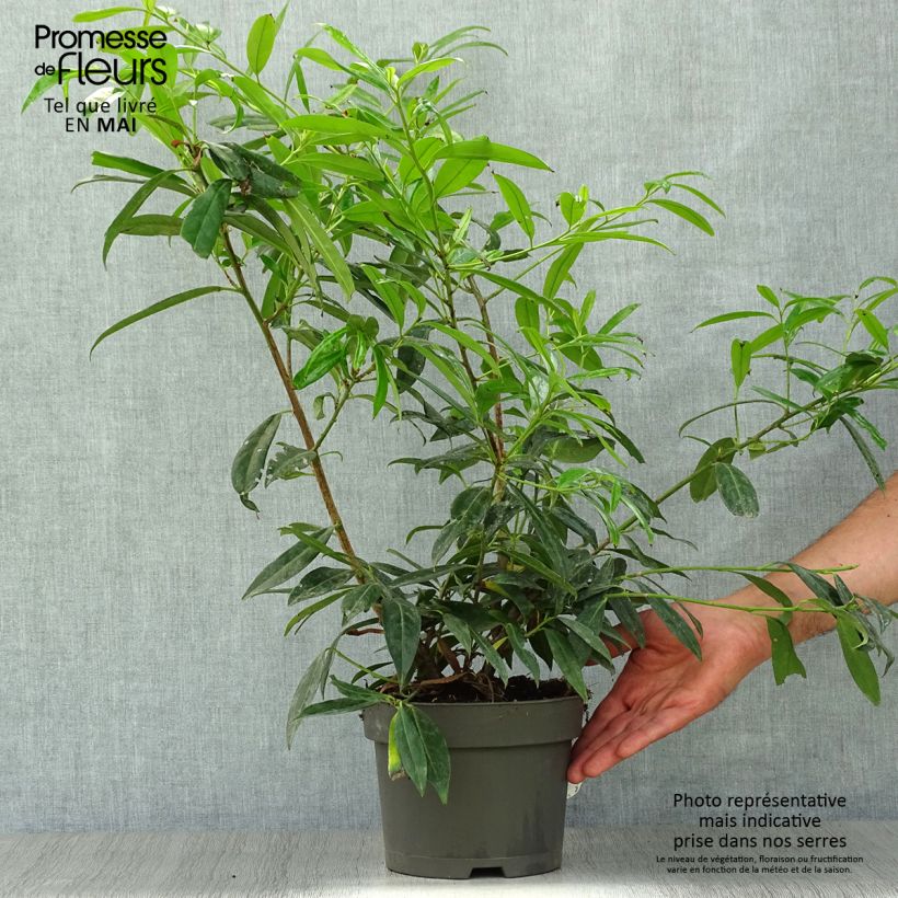 Prunus laurocerasus Zabeliana - Cherry Laurel 4L/5L pot sample as delivered in spring