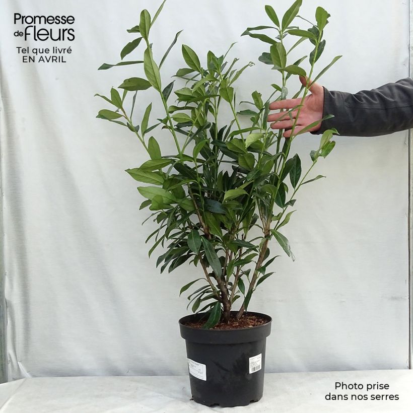 Prunus laurocerasus Caucasica - Caucasian Laurel 7.5L/10L pot sample as delivered in spring