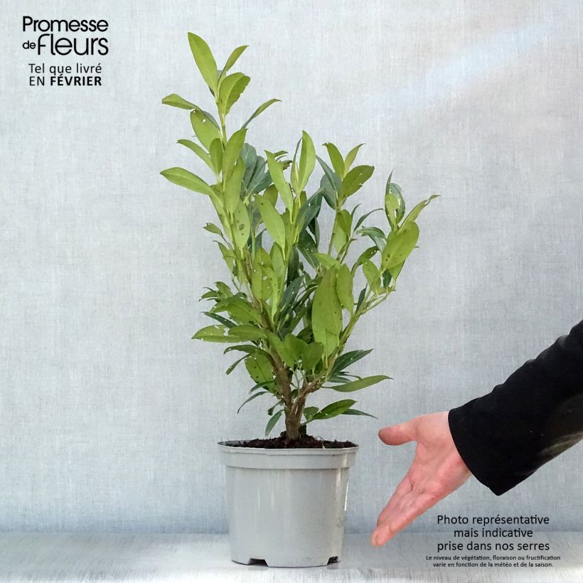 Prunus laurocerasus Caucasica - Caucasian Laurel 3L/4L pot sample as delivered in winter