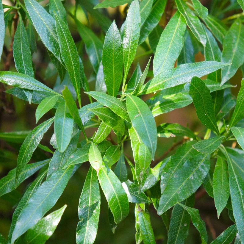 Prunus laurocerasus Caucasica - Caucasian Laurel (Foliage)