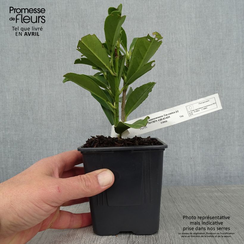 Prunus laurocerasus Caucasica - Caucasian Laurel 8/9 cm pot sample as delivered in spring