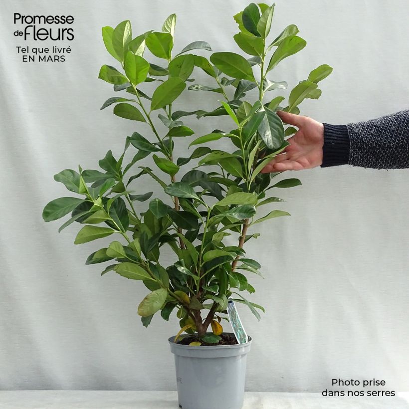Prunus laurocerasus Etna- Cherry Laurel 2L/3L pot sample as delivered in spring