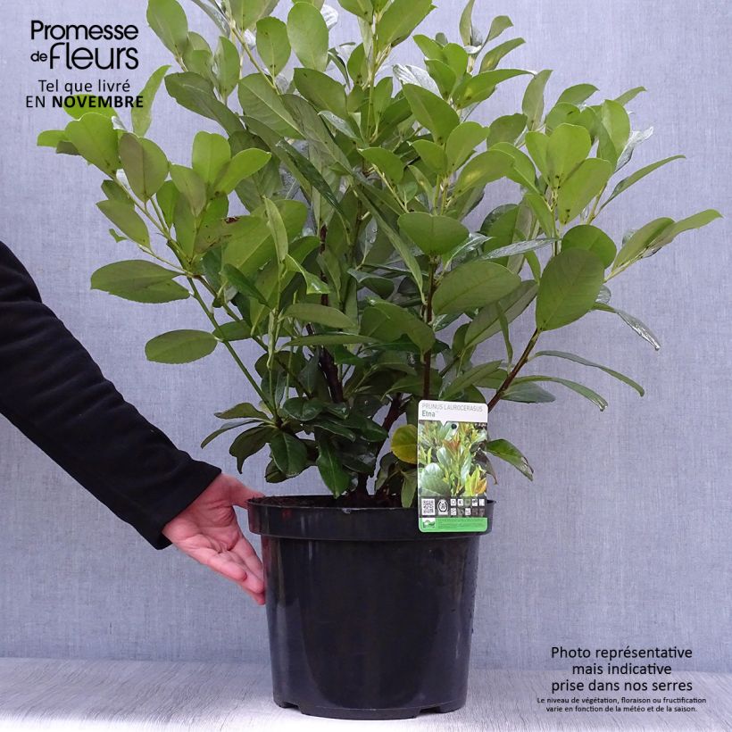 Prunus laurocerasus Etna- Cherry Laurel 4L/5L pot sample as delivered in autumn