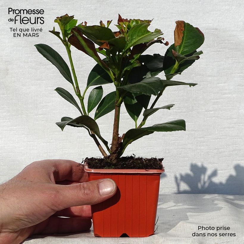 Prunus laurocerasus Etna- Cherry Laurel 8/9 cm pot sample as delivered in spring