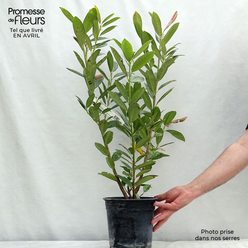 Prunus laurocerasus Greentorch - Cherry Laurel 3L/4L pot sample as delivered in spring